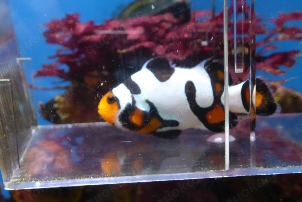 Anemonenfisch ocellaris black ice