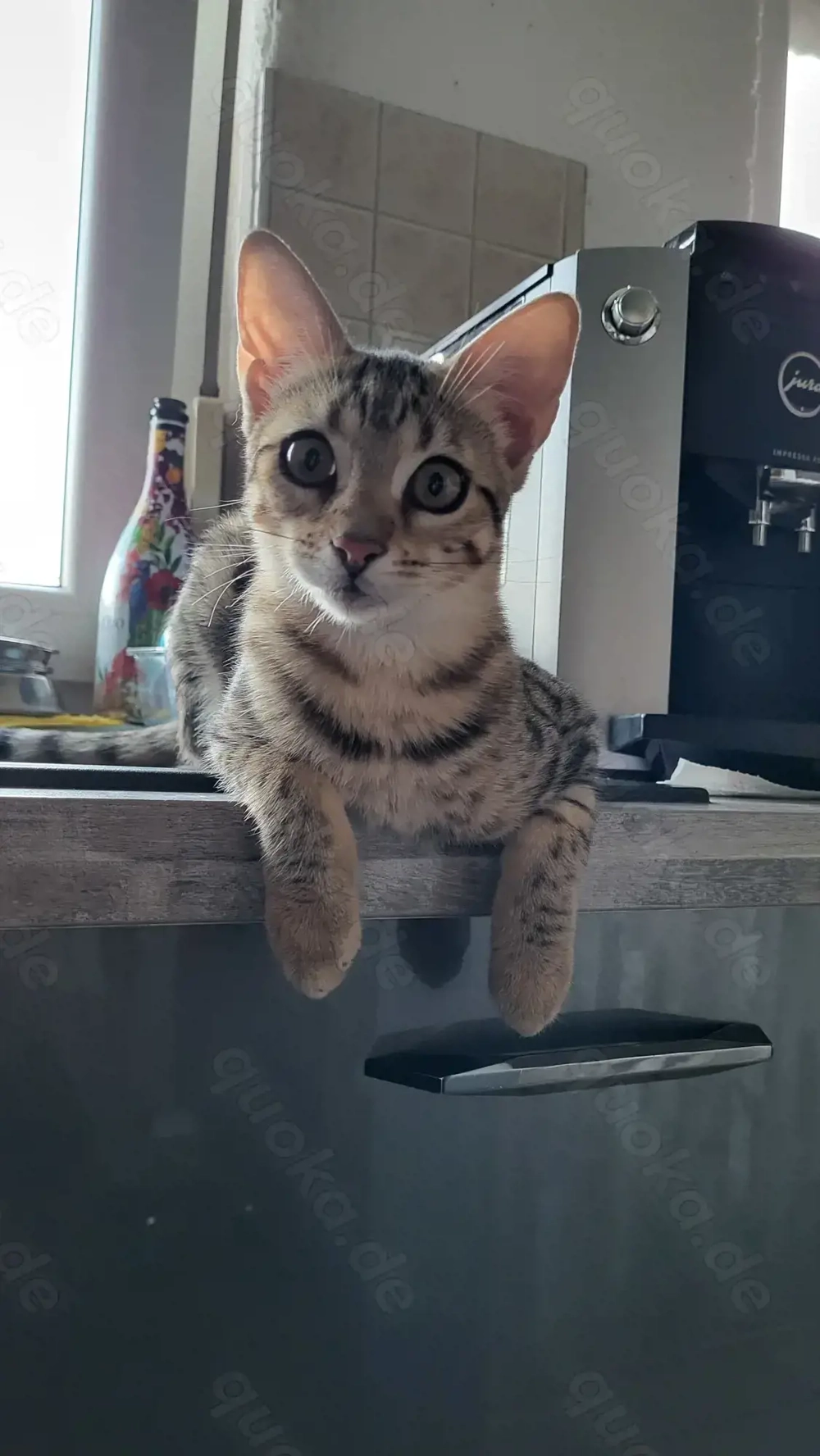 Savannah -Bengal F6