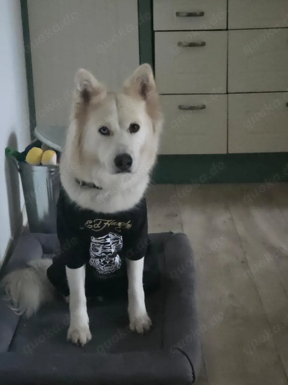 bitte lesen kein verkauf sondern Dogsharing