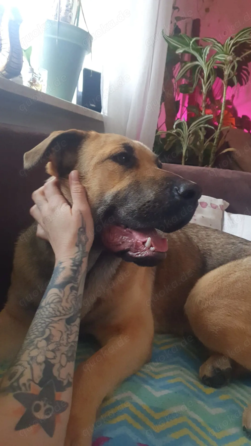 Verkaufe 4- Monate alte Hündin