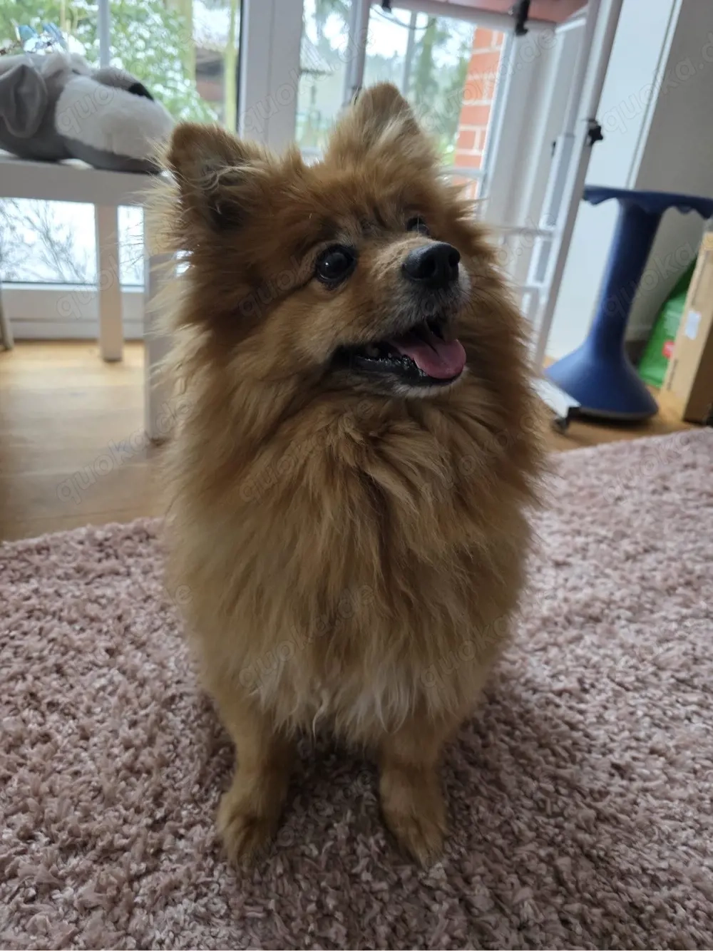 Klein Mittelspitz loop Mix Simba überzeugt mit viel Soziallkompetenz in ...