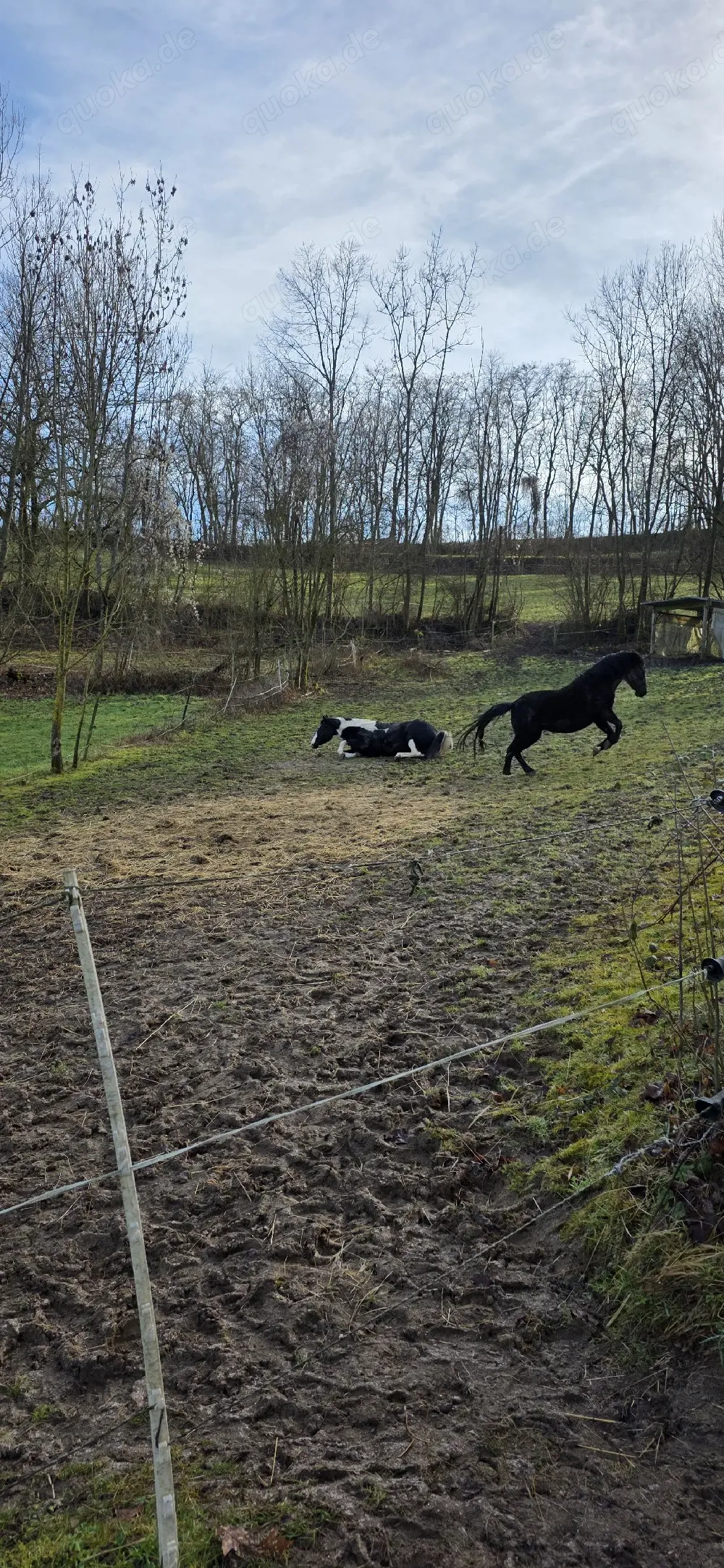 Bieten Platz im Offenstall 