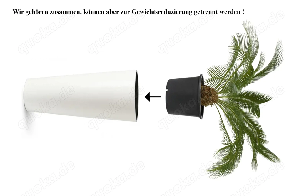 Von Priv. : Sehr schön und hoher  Pflanzentopf & Palme Sagopalme Cycas revoluta