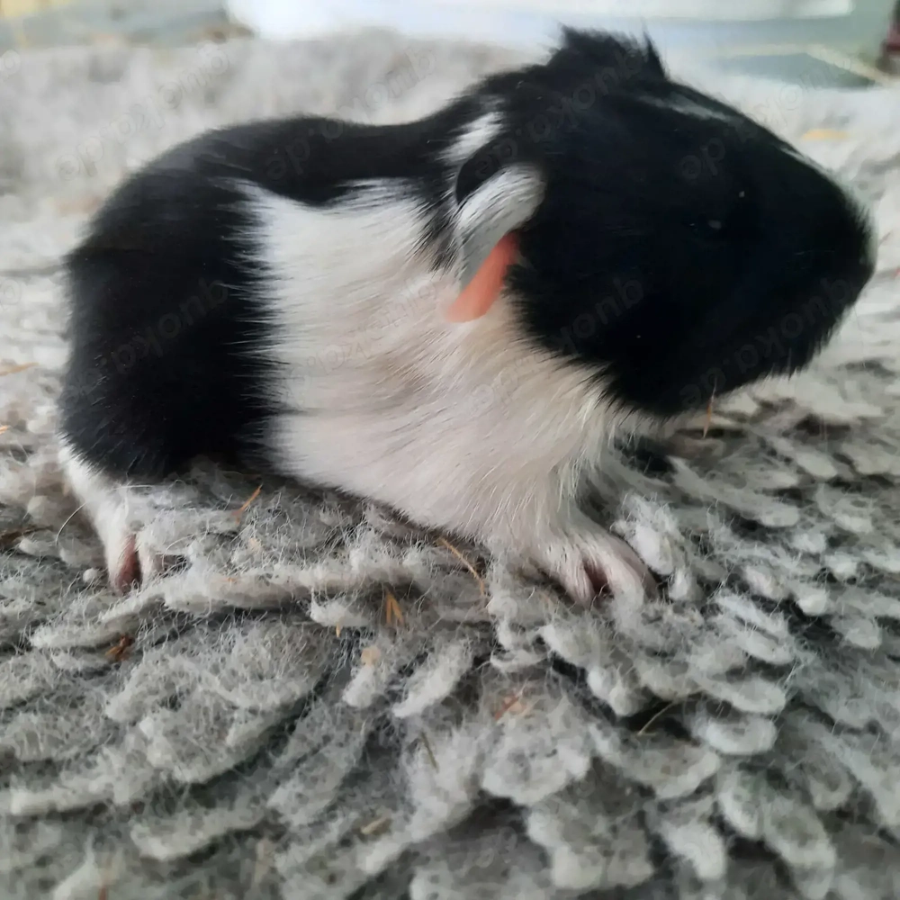 Sheltie Meerschweinchen 