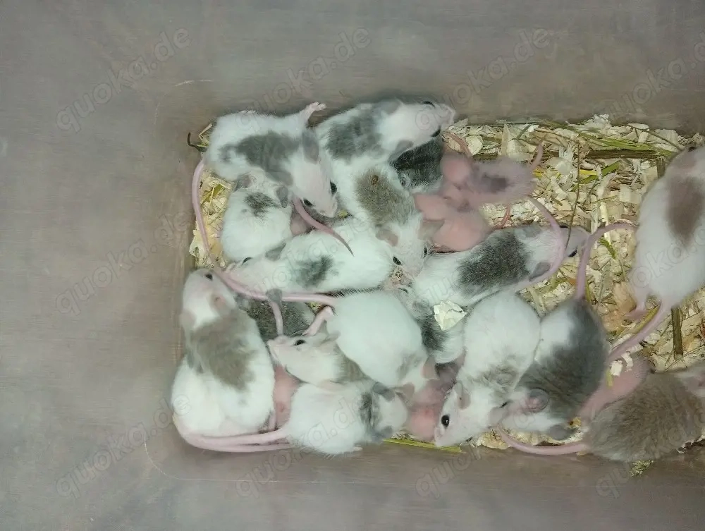 VZM   Vielzitzenmäuse abzugeben 