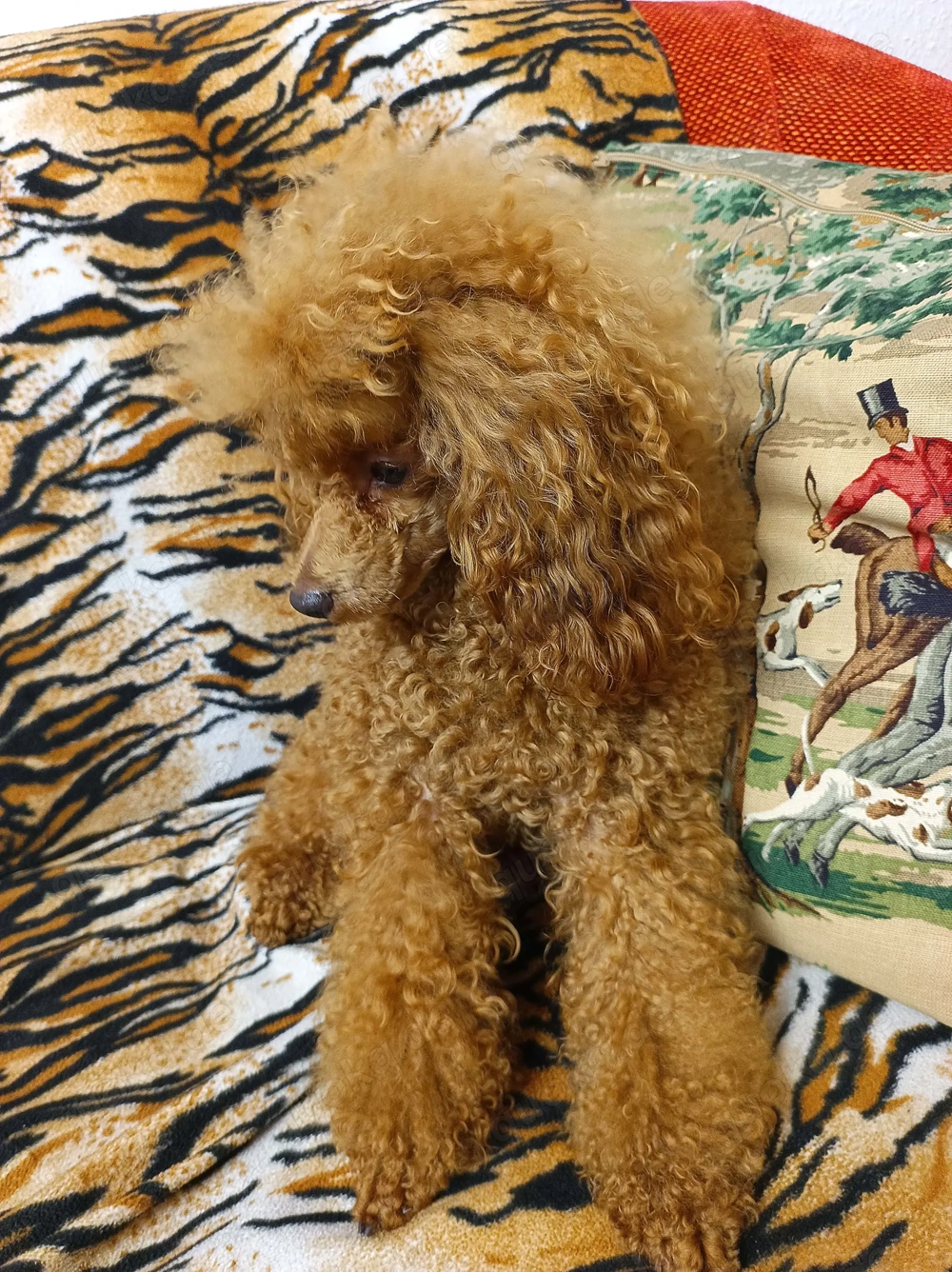 Toypudel Deckrüde erstklassig