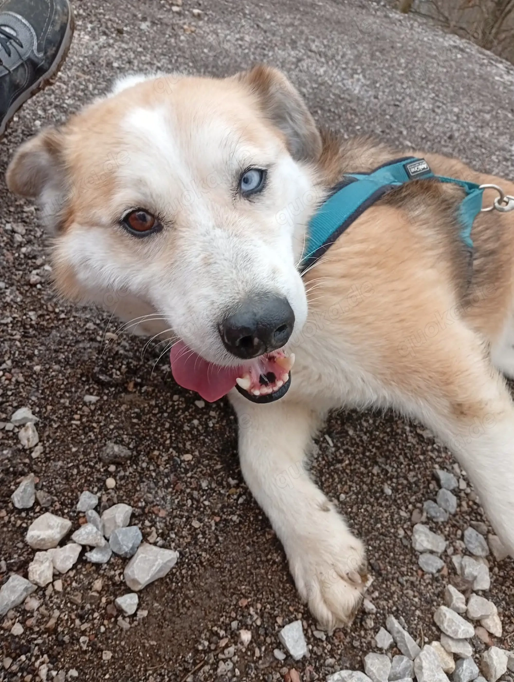 Honey (geb. ca. 2022) lebt im Tierheim in Bosnien und sucht ein Zuhause