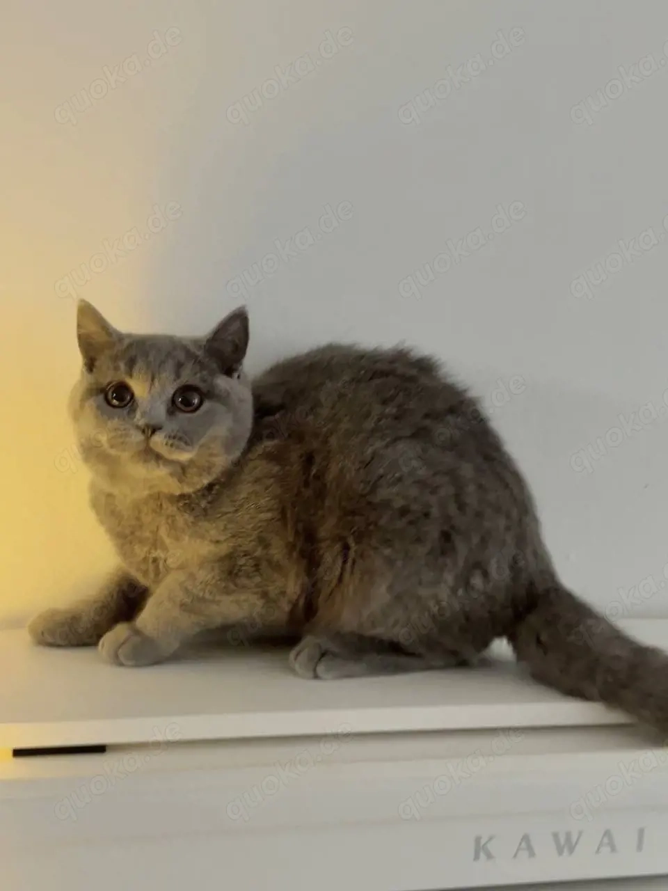 blh, bkh kitten kater und Mädel