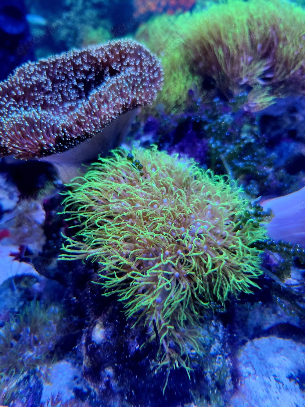 Meerwasser Affenhaar Briareum sp. Green