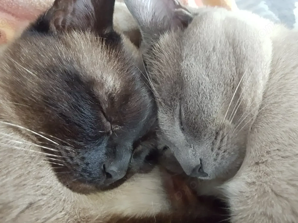 Deckkater Traditionelle Siamkatze