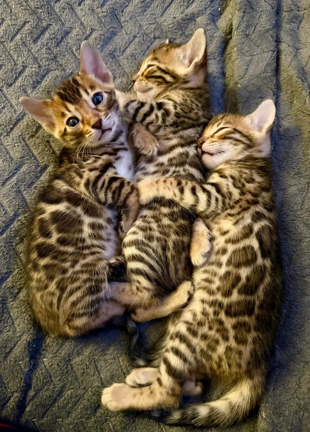 Bengal-Kitten zu verkaufen   Abgabe im April