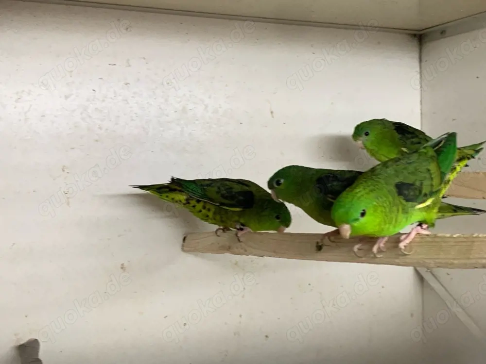 Katharinasittiche, Bourkesittiche, Ziegensittiche und Schildsittiche abzugeben.