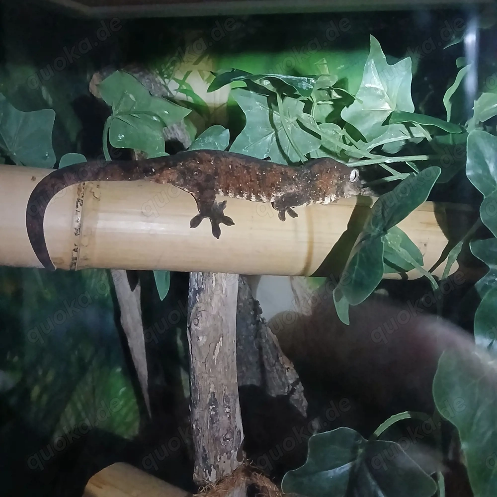 Chahoua Gecko (Mainland) NZ 24,25