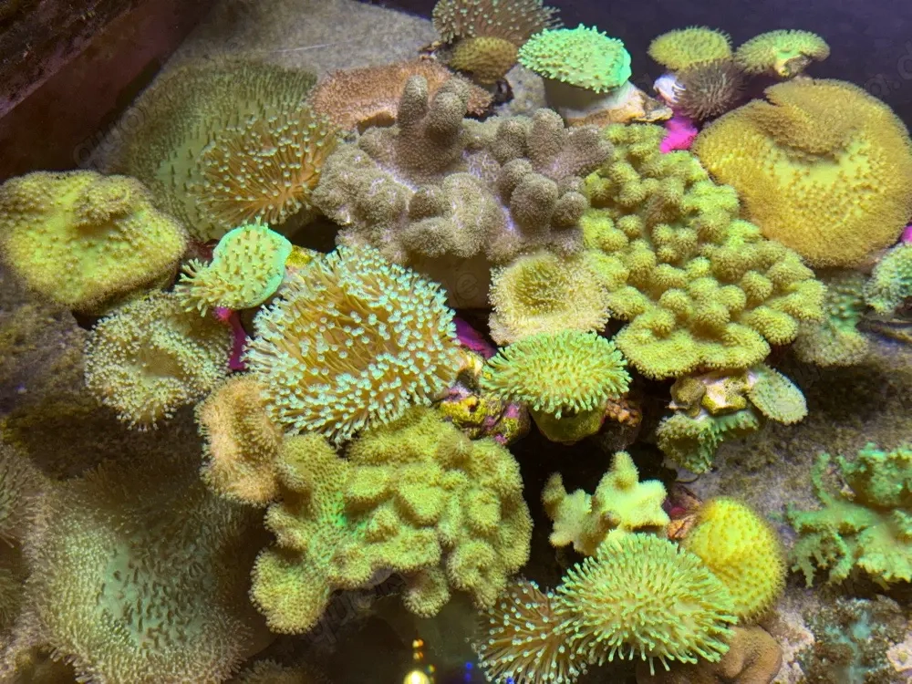 Pilzlederkoralle Weichkorallen Ableger