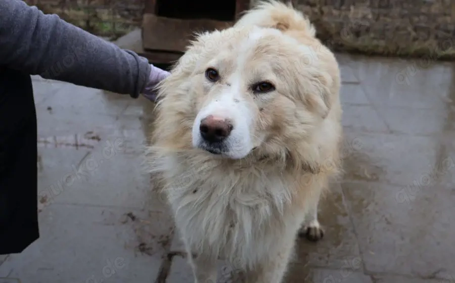 Sanfter Flauschbär Sammy sucht gemütliches Zuhause
