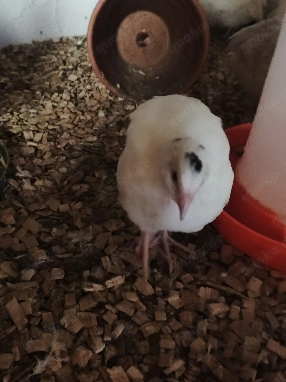 Bruteier von Wachteln 