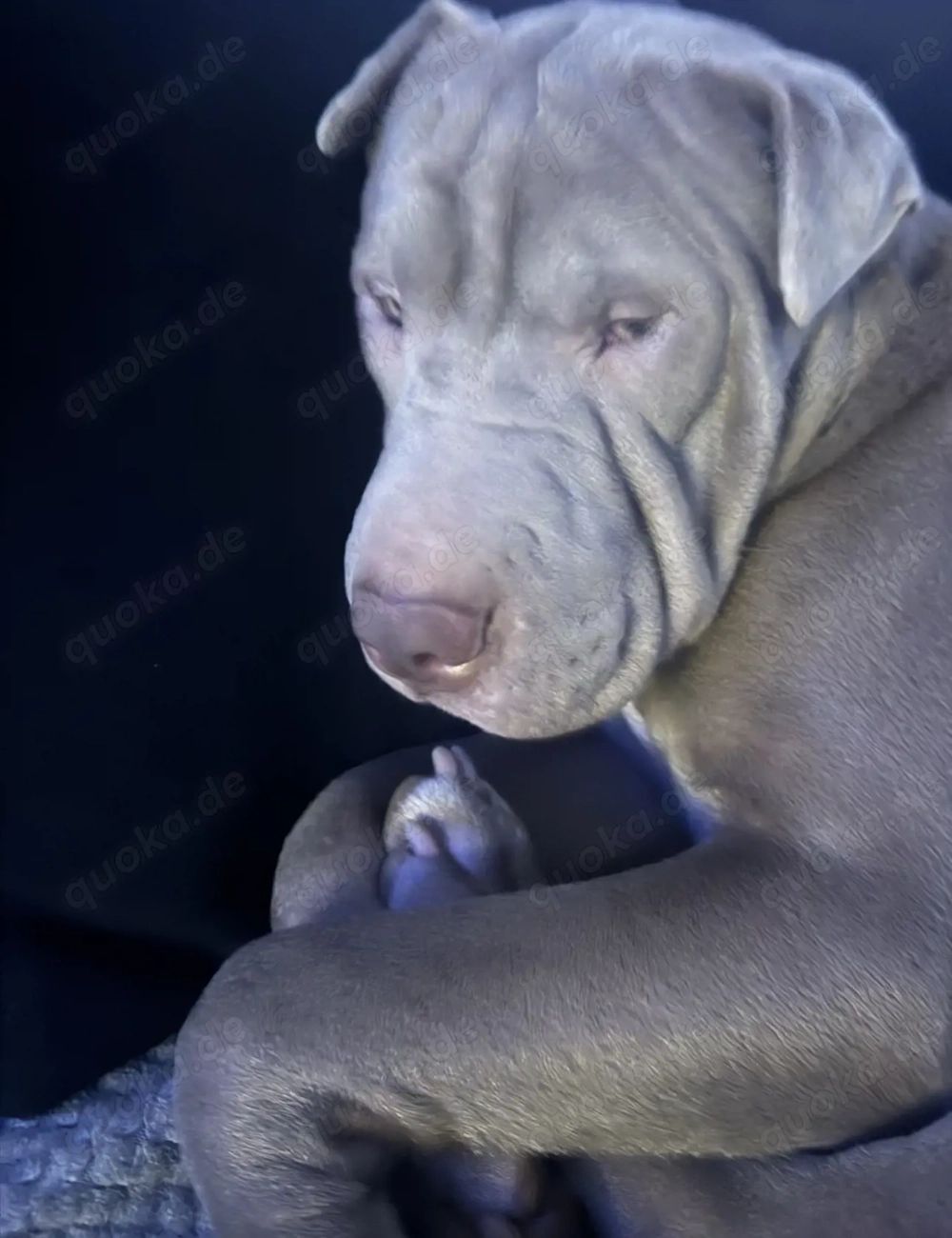 Boerboel mix männlich 