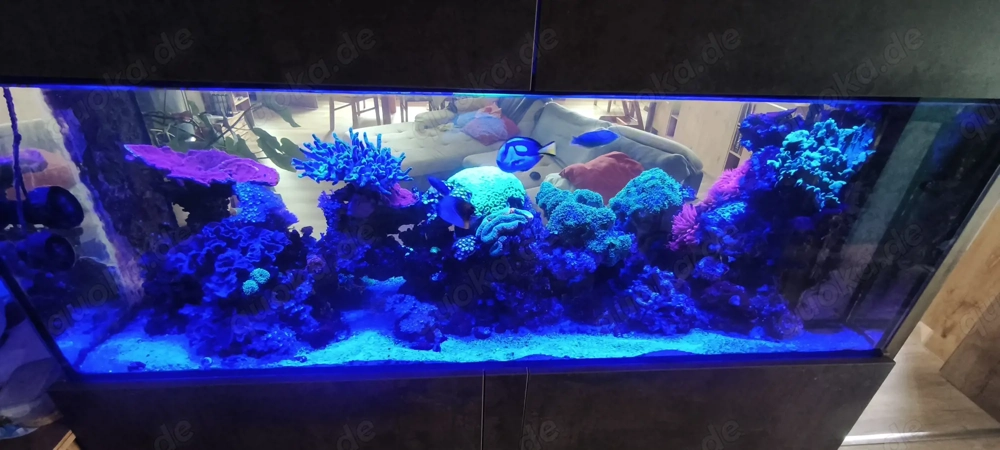 Großes Meerwasseraquarium als Raumteiler mit Korallen, Fischen & ATI Straton Flex LED