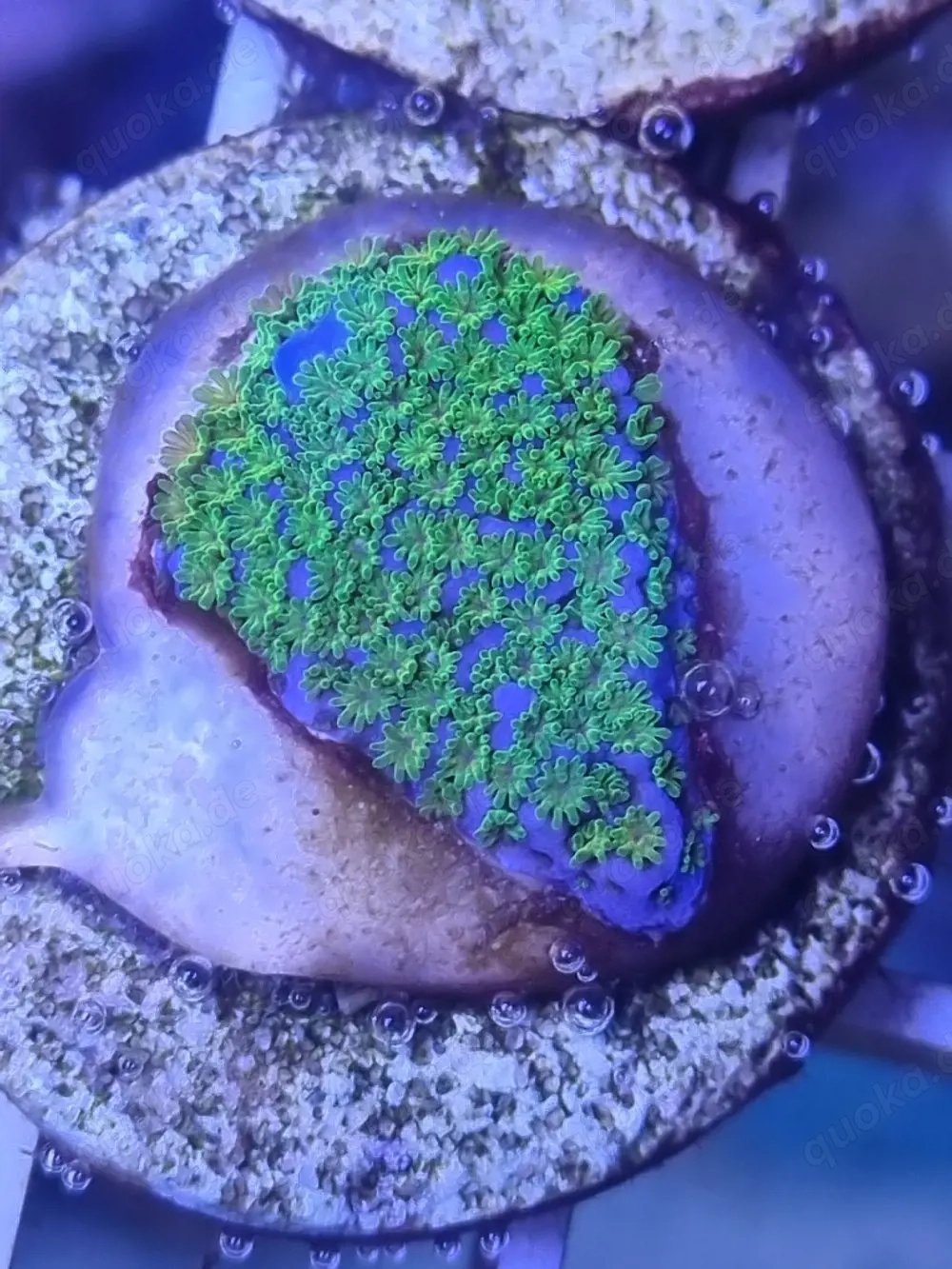 Montipora 'Superman'