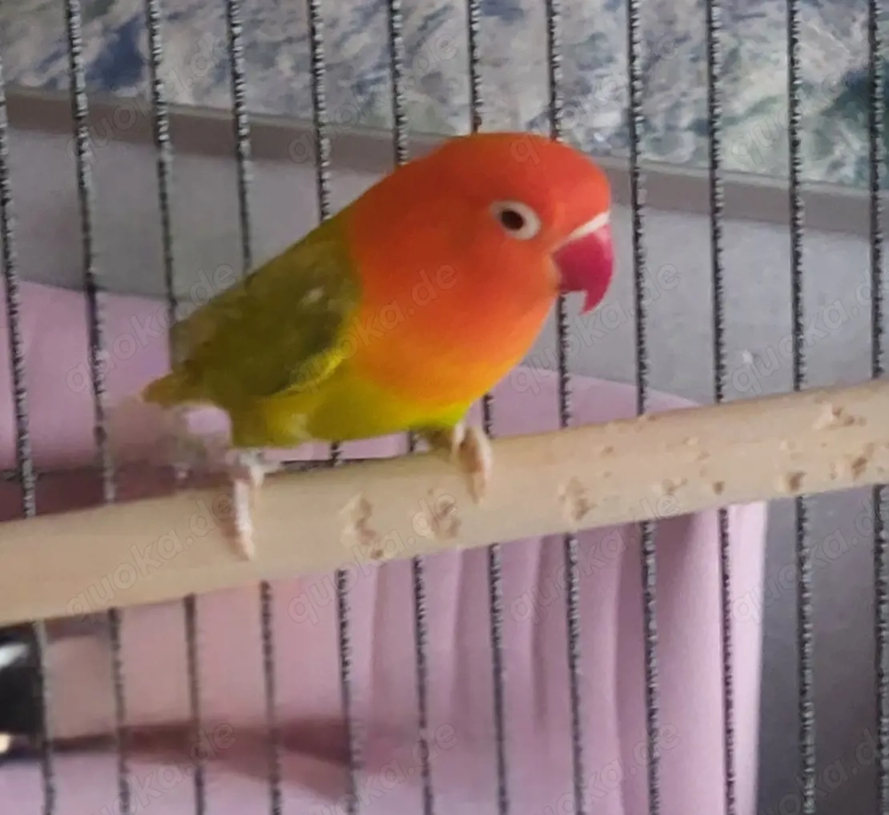 Zwei Unzertrennliche, Erdbeerköpfchen  1 Jahr alt, kerngesund 9