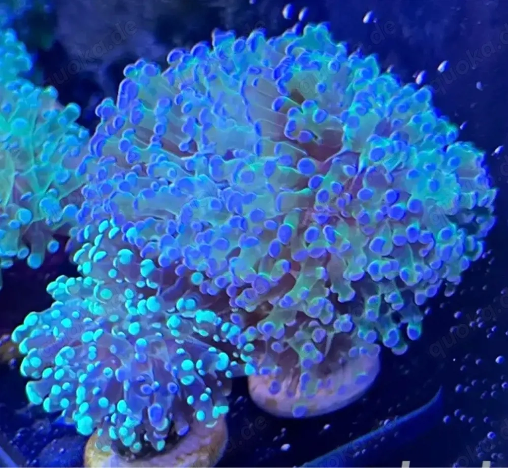 Euphyllia Paradivisa Korallen