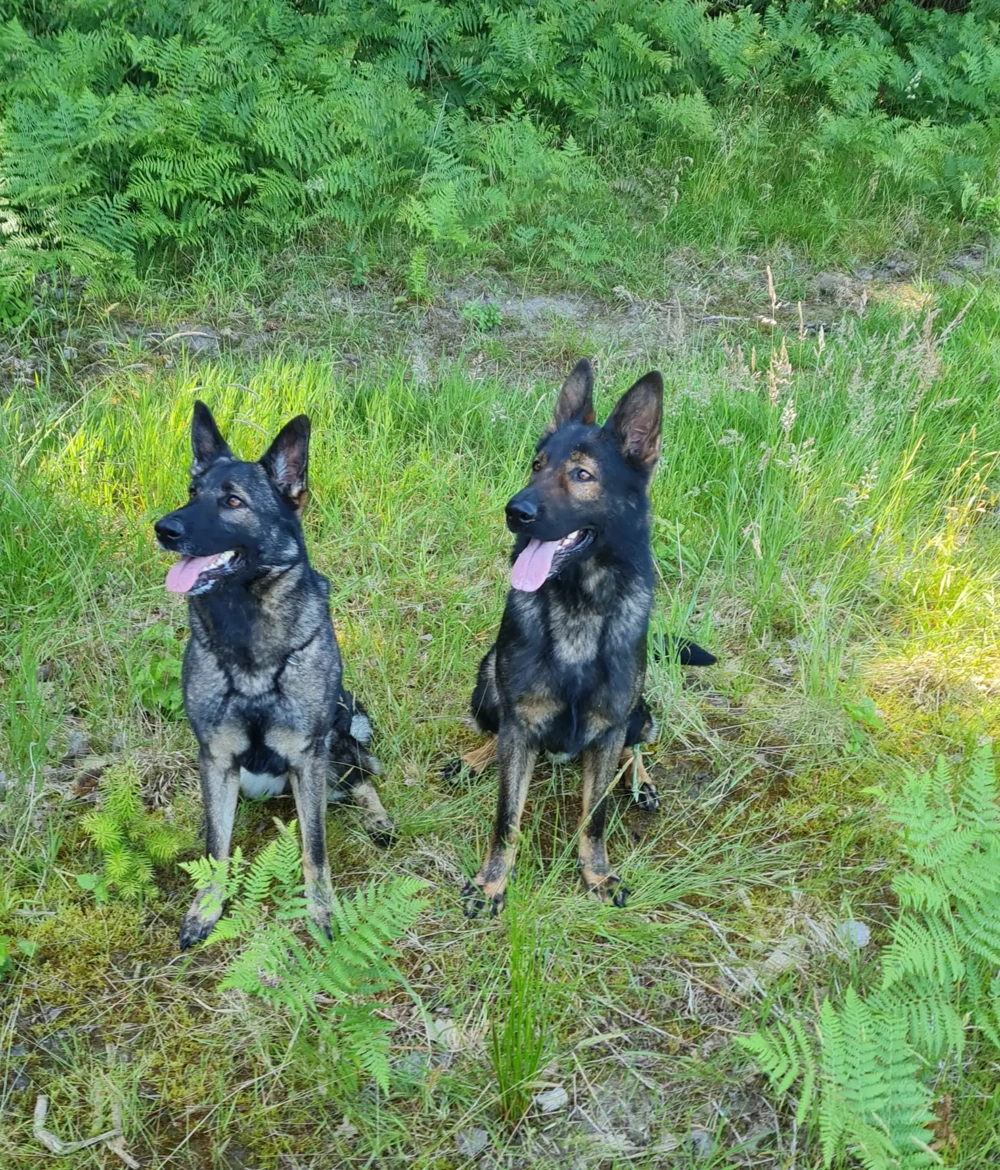 Schäferhundwelpe zuverkaufen