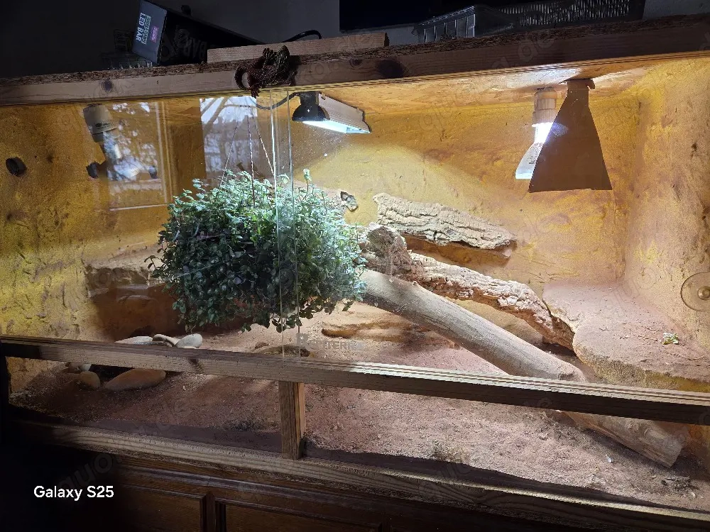 bartagame mit therarium