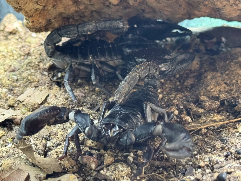 1,1 Schwarzer Laos-Skorpion Heterometrus laoticus