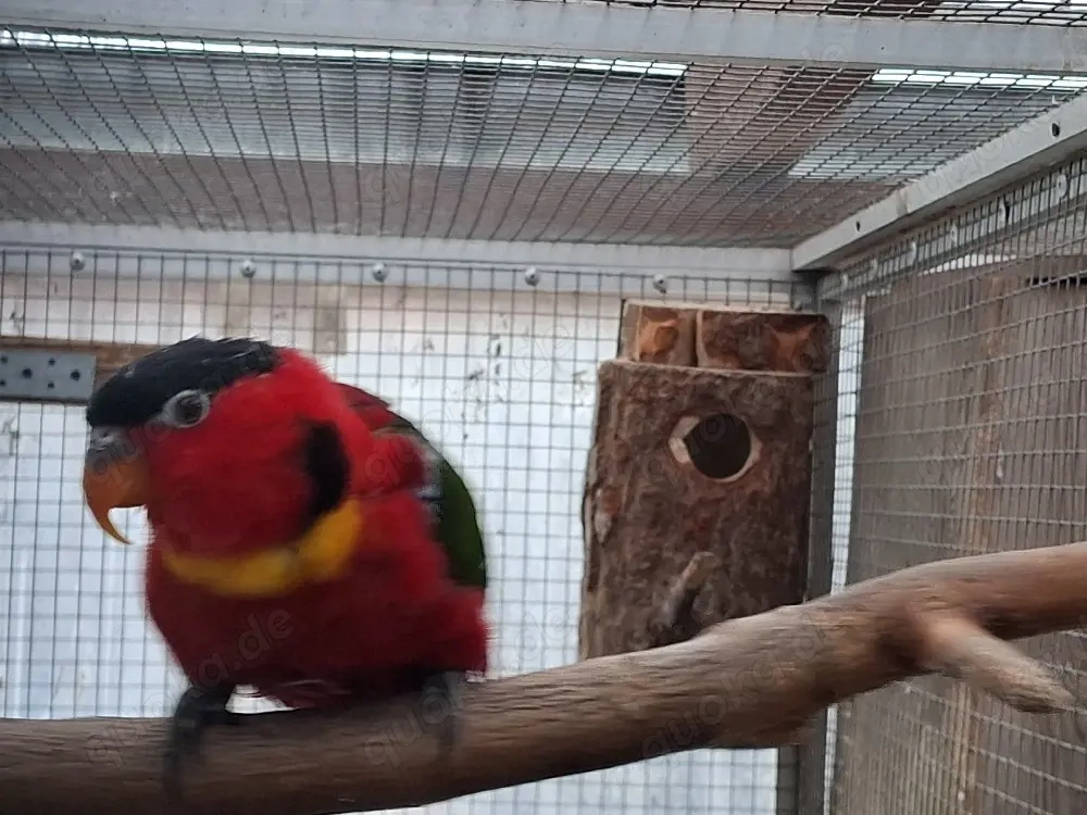 Grünschwanzlori Henne