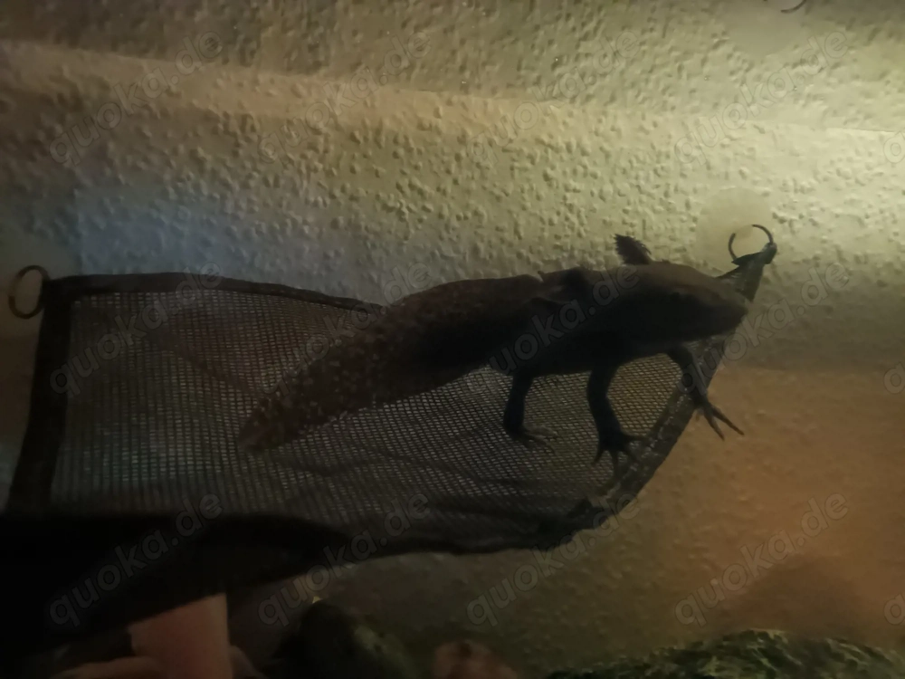 Axolotl Babies abzugeben