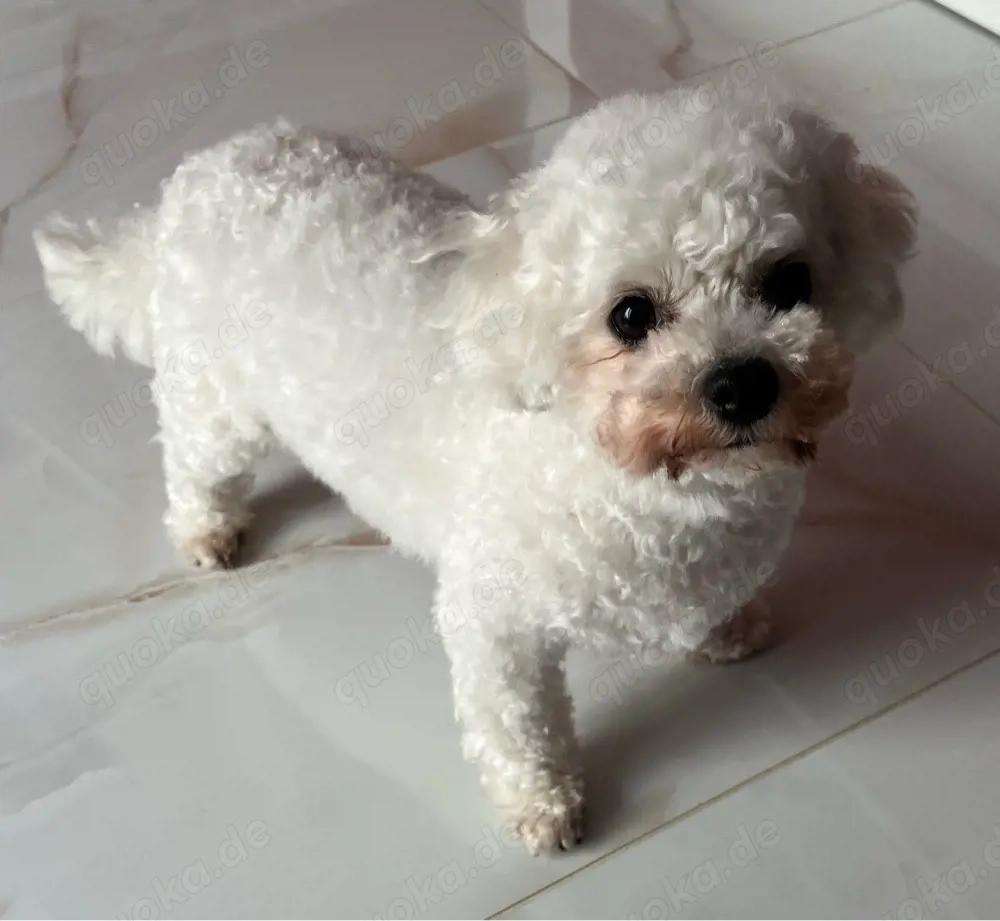 unsere kleinen weißen Bichon babys sind da .....