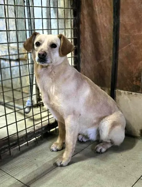 Lola - neugierig aber noch unsicher, ruhiges Zuhause gesucht, gerne zu einem vorhandenen Rüden