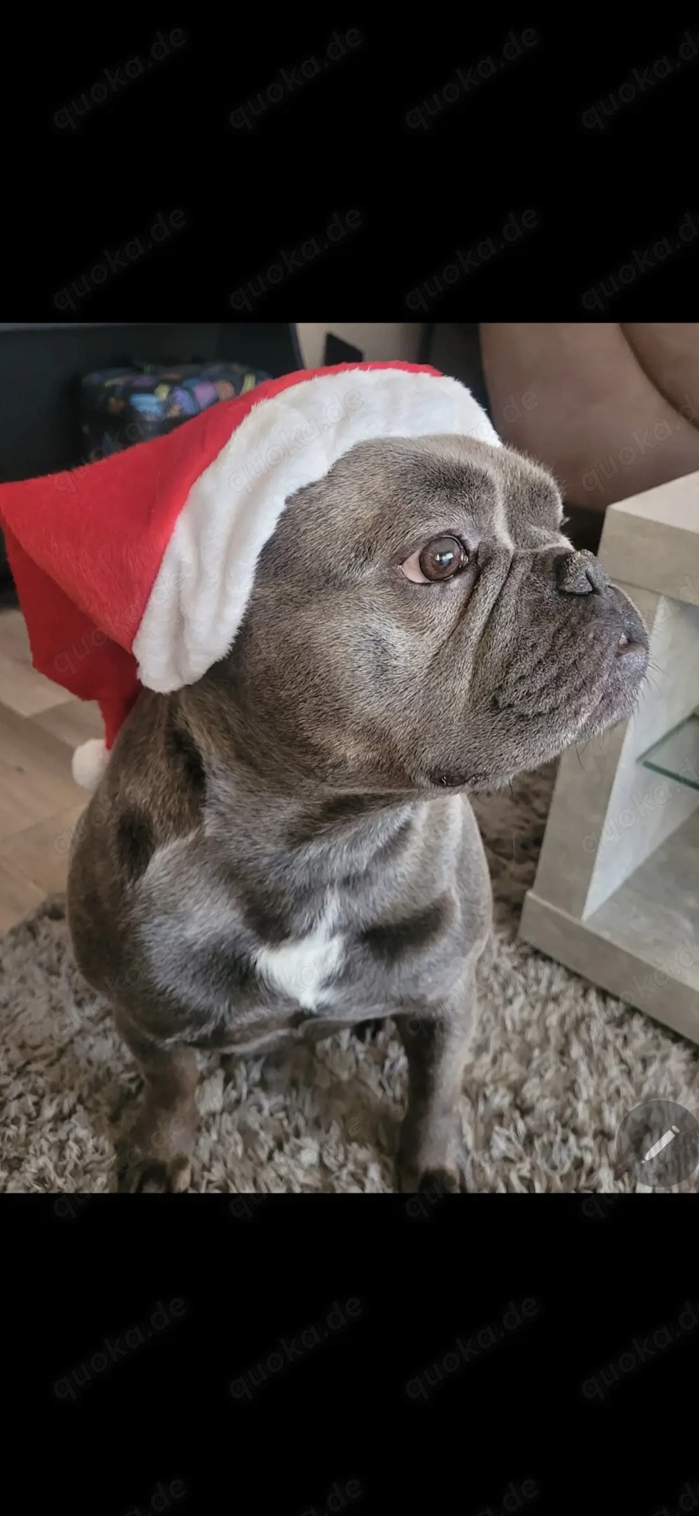 Französische Bulldog zum Deckeln