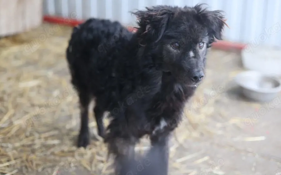 Neustart für den wuscheligen Hidalgo gesucht