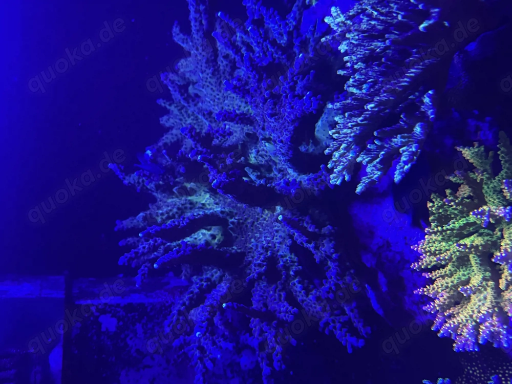 XXL Acropora sp. ähnlich Elektrik Miaghi  