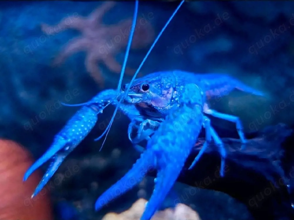 blaue Floridakrebs Pärchen (17 Paare)