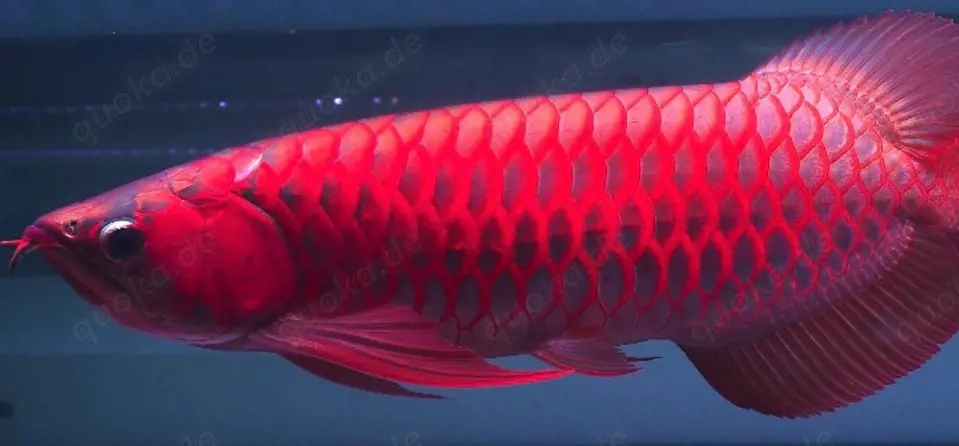 Red arowana kaufen