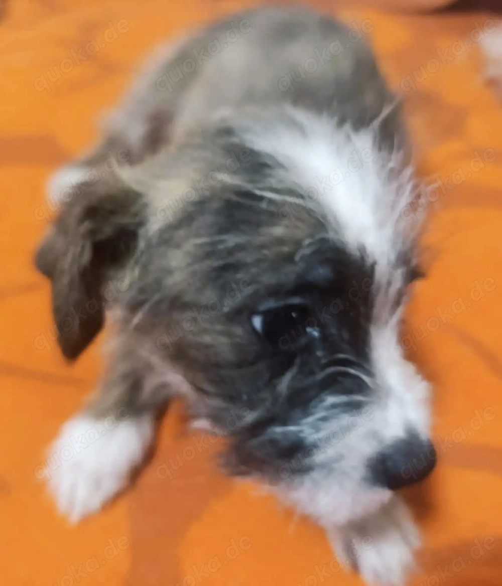 Der kleine Ewoki sucht ein liebevolles Zuhause