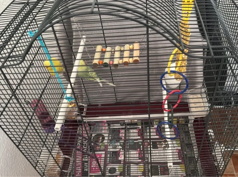 Zwei Wellensittiche zu verkaufen 