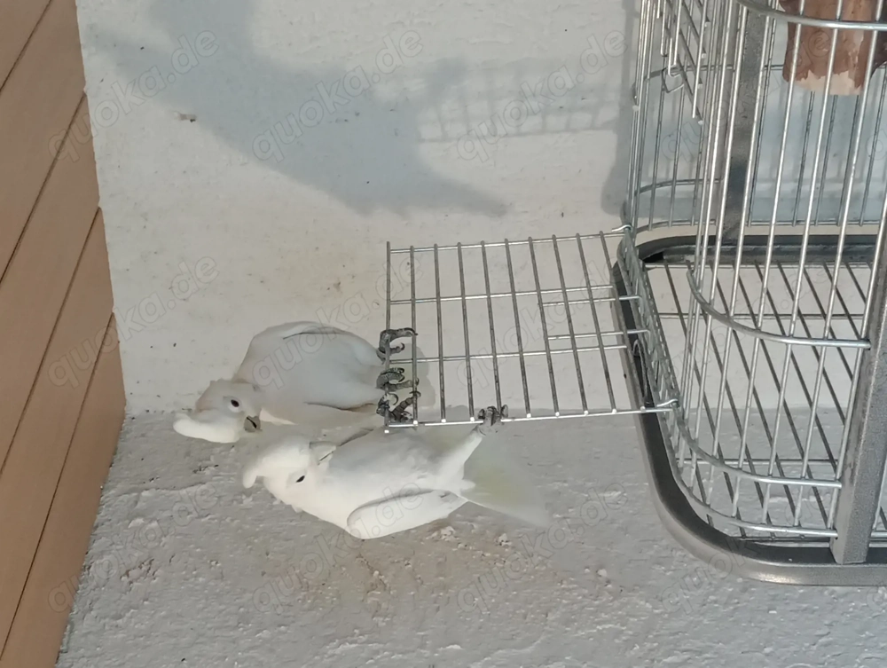 Ein Paar Goffini Kakadus zu verkaufen 