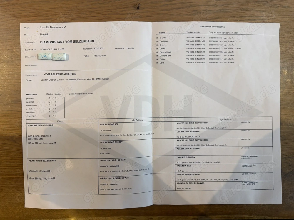 Old Englisch Mastiff Dame Familienhund 