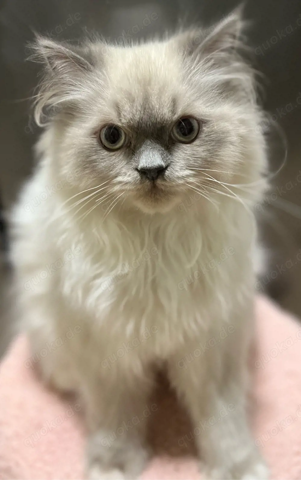 Vier süße Kater suchen ein liebevolles Zuhause 