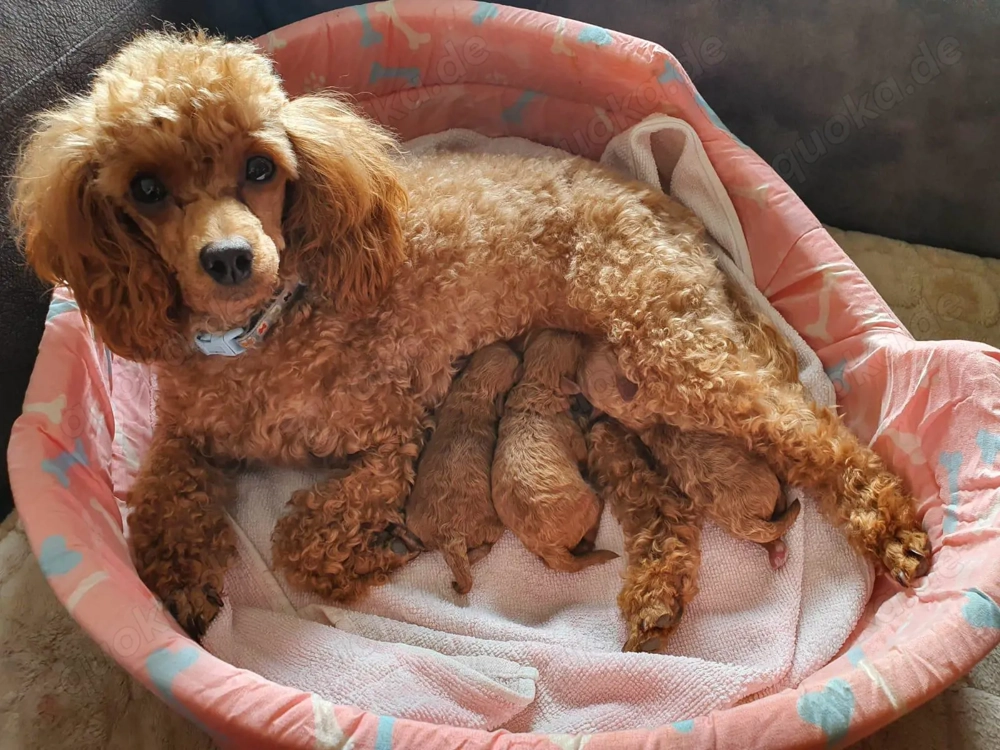 Toy-Pudel-Welpen (rot)