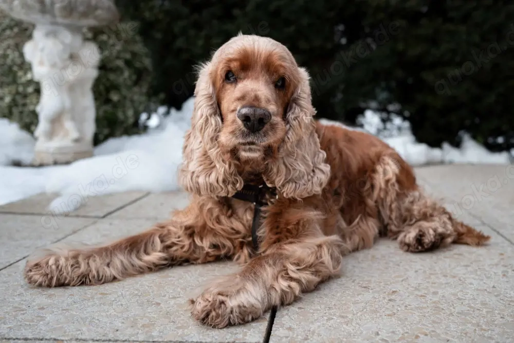 Benny Bub - 9 Jahre - Cocker Spaniel - Tierhilfe Franken e.V.