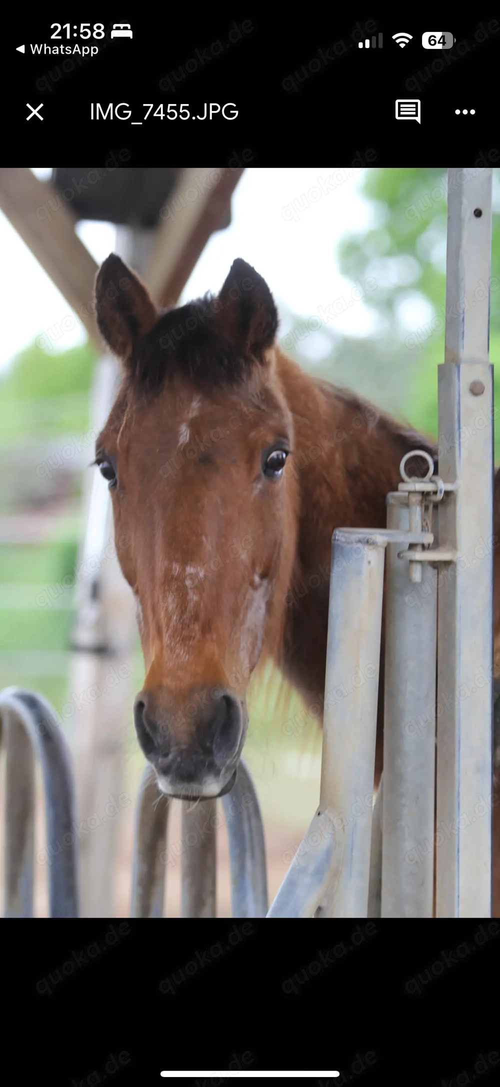 Freizeit Pferd, Familien Pferd, Pony, Isländer gesucht