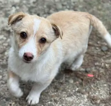 Mogli   ein Hundekind zum Verlieben