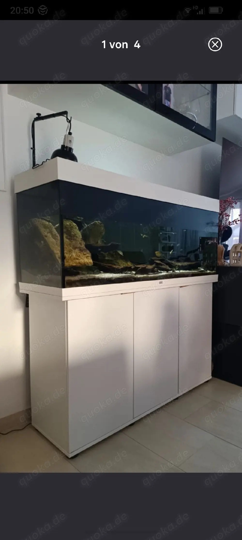 240L Juwel m. Moschusschildkröte 