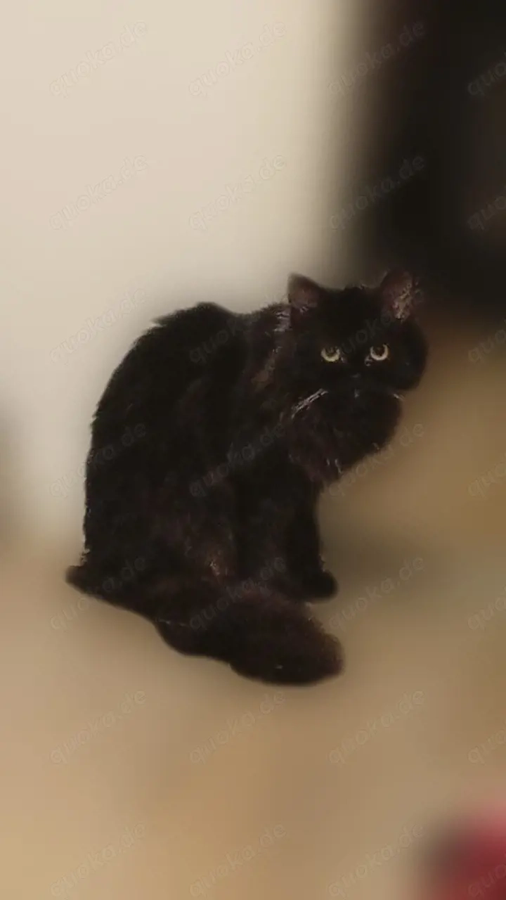 BLP Sucht dringd neues zuhause