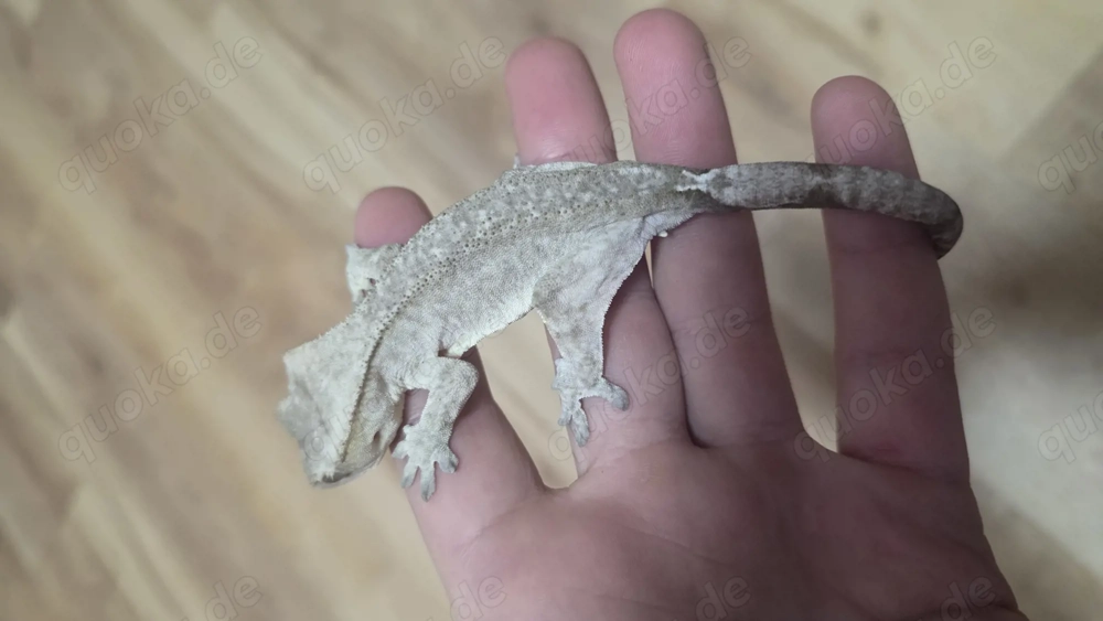 axanthic kronengecko Männchen Crested gecko 