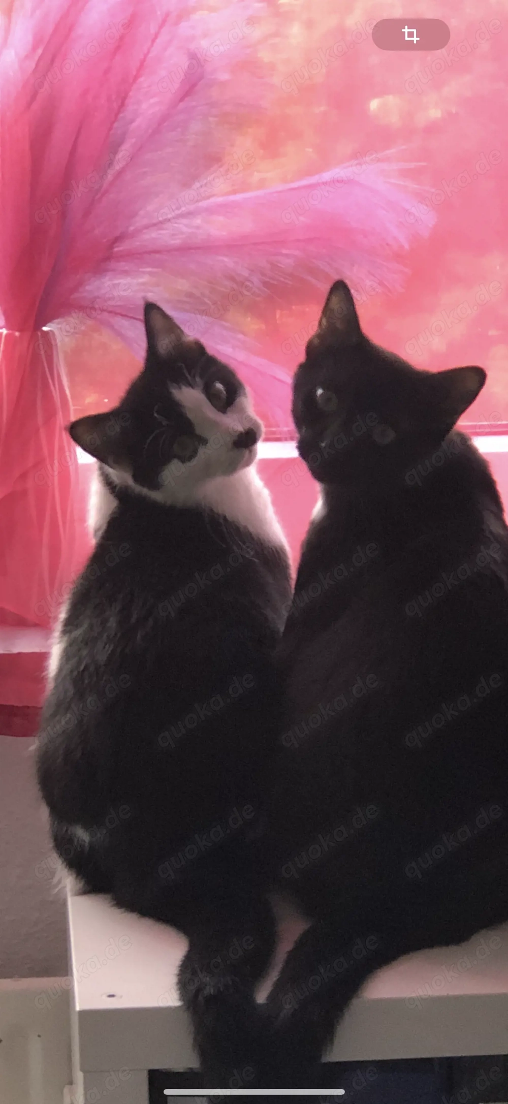 Floki&Simba Maine Coon Siam Mix